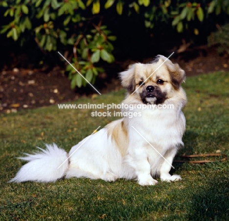 tibetan spaniel sitting on grass