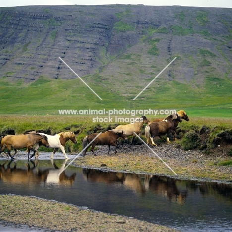 Iceland Horses crossing an inlet  at Olafsvellir