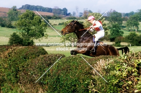 horse and rider in team cross country, team chase