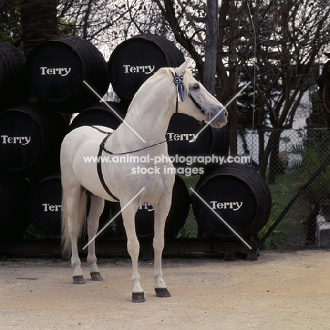 Descarado 11, Andalusian Horse with sherry barrels at terry bodega