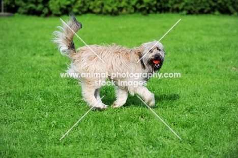 Catalan Sheepdog (aka Gos d'Atura) with ball