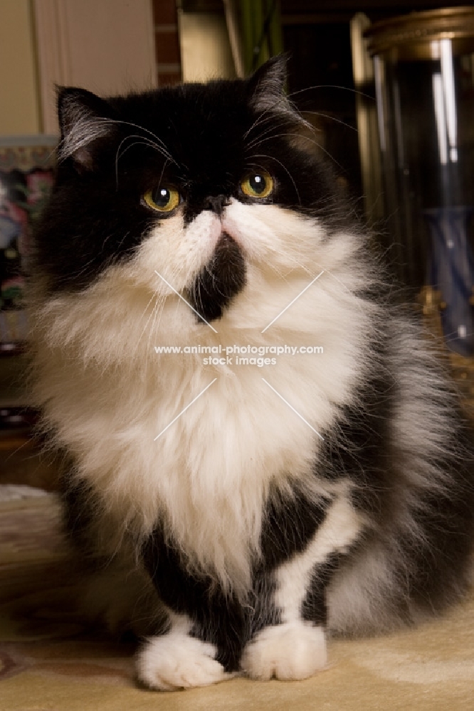 black and white Persian cat sitting