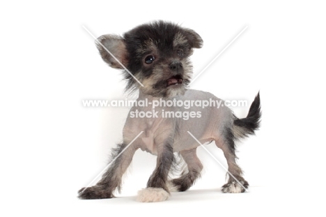 Chinese Crested puppy in studio