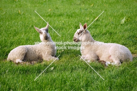 Bluefaced Leicester lambs in field