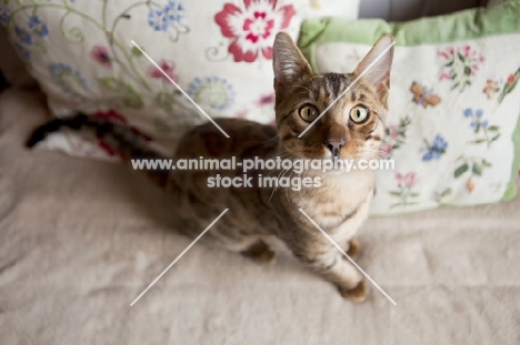 beautiful Bengal cat on flowery sofa