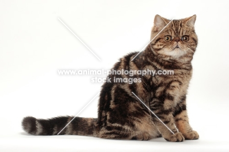 Exotic Shorthair sitting, brown classic tabby colour