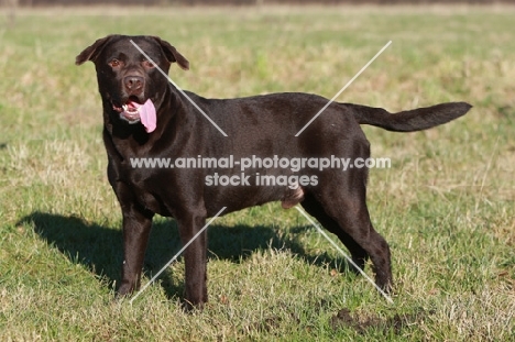 Chocolate Labrador Retriever, side view