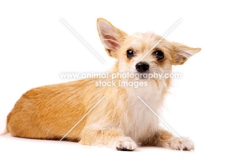 Sand coloured Chihuahua cross Yorkshire Terrier, Chorkie, isolated on a white background