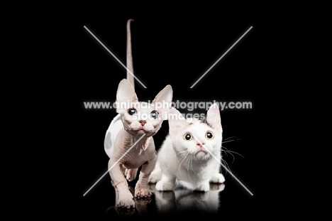 hairless and shorthaired Bambino cats on black background