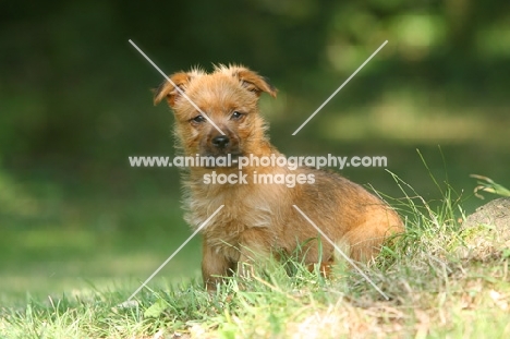 Australian Terrier puppy sitting on grass