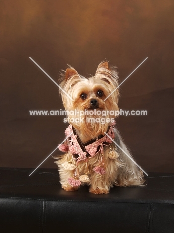 Yorkshire Terrier on brown background