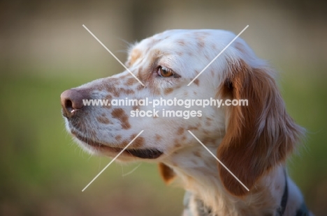 head shot of beautiful orange Belton Setter