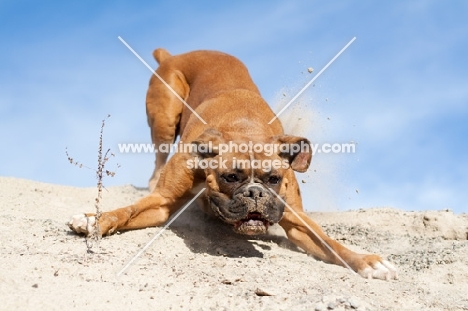 Boxer coming down a dune
