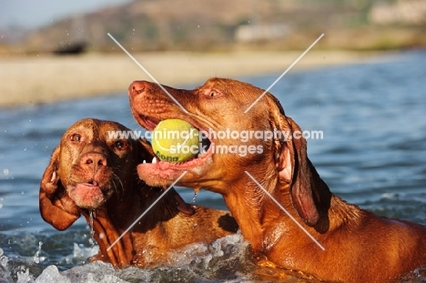 Hungarian Vizslas playing with tennis ball in water
