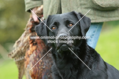 black Labrador Retriever looking towards camera