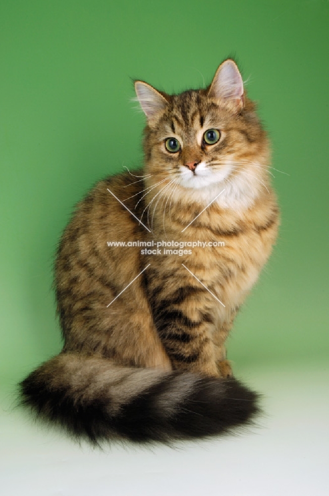 brown tabby longhair sitting on green background