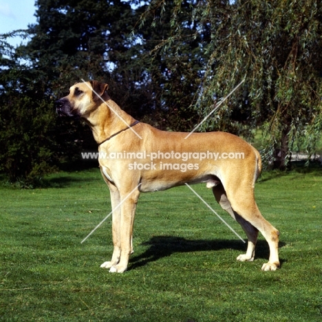 great dane side view