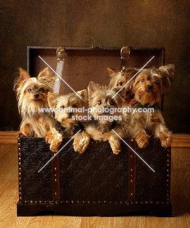 five Yorkshire Terriers in suitcase