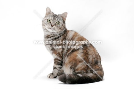 American Shorthair cat sitting on white background