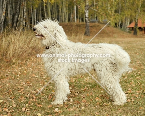 Komondor side view