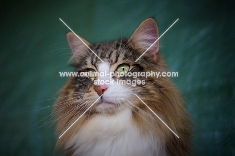 Norwegian Forest Cat portrait, international champion Quadzilla's Sirius 