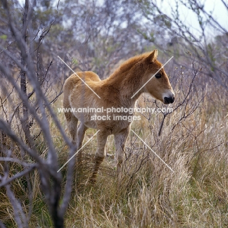 front view of Chincoteague foal on assateague island 