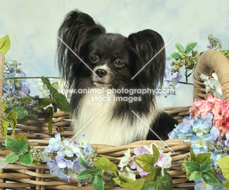 Papillon in basket with flowers