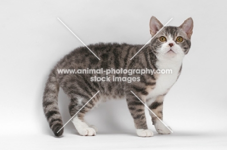 American Wirehair, Blue Mackerel Tabby & White colour, standing