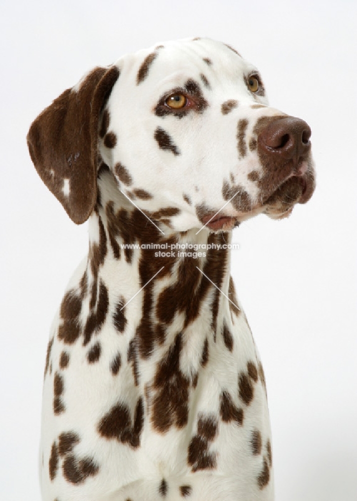 liver Dalmatian on white background, portrait