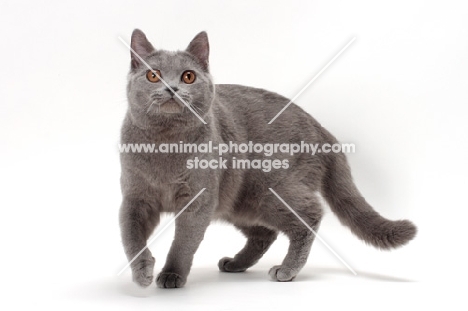 female Chartreux cat walking on white background