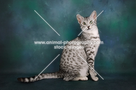 silver egyptian mau