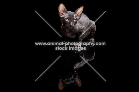 black Peterbald kitten on black background