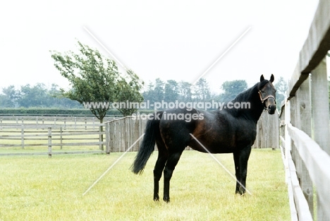 star appeal, stallion at national stud