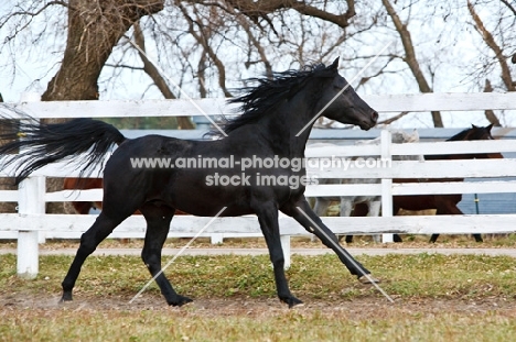 Egyptian Arab running near fence