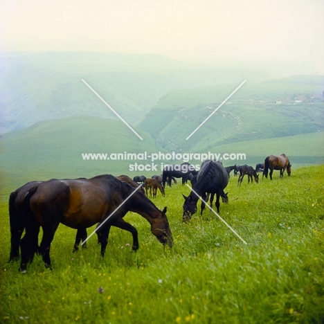 Taboon of Kabardine mares and foals in Caucasus mountains, a lush setting indeed