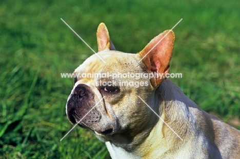 am ch pennyroyal's quiet riot,  french bulldog head shot 