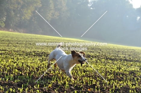 Jack Russell retrieving in field