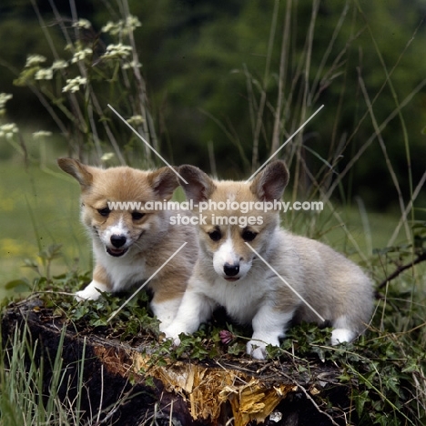 two pembroke corgi puppies sitting on a log
