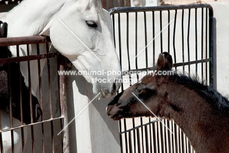 marwari mare smelling foal