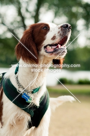 Irish red and white setter wearing harness