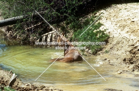 mustang stallion in a creek in usa