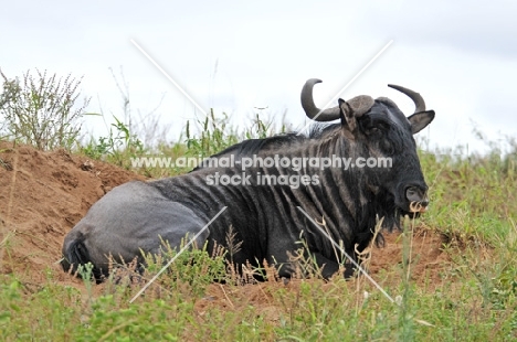 Wildebeast lying down