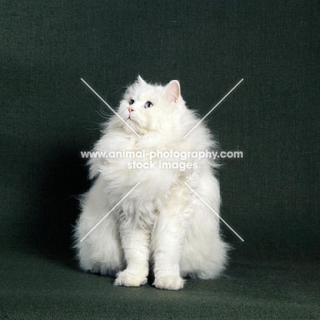 blue eyed white long hair cat being good