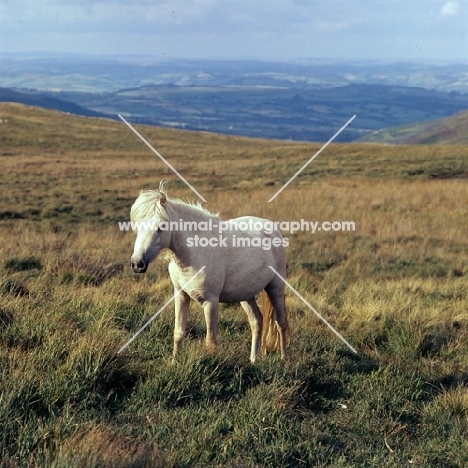 welsh mountain pony on the brecon beacons