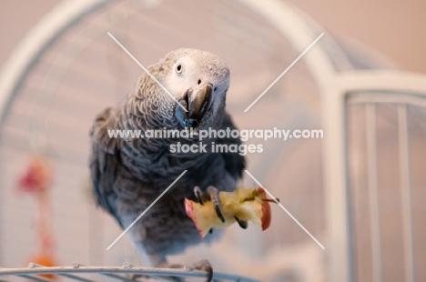 African Grey Parrot holding up a piece of fuirt