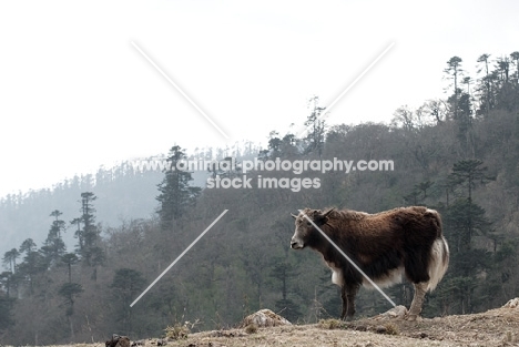 yak in Bhutan