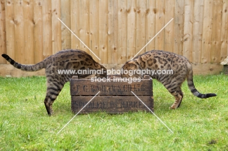 two Bengal cats with heads in a wooden box
