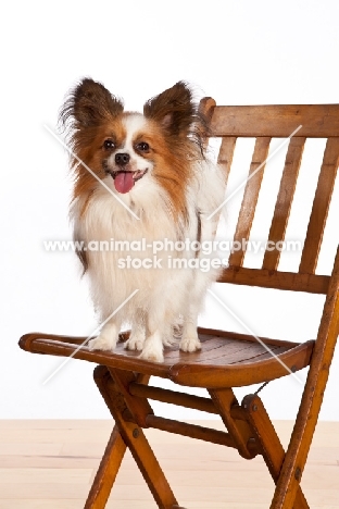 Papillon standing on chair