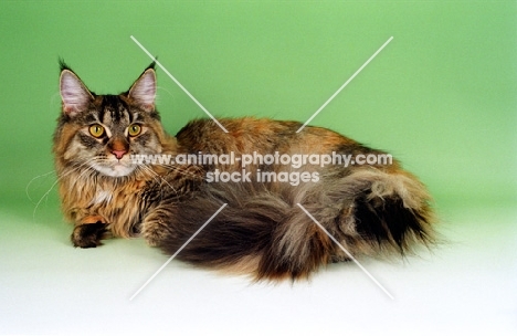 Red tortie Silver Maine Coon, lying down