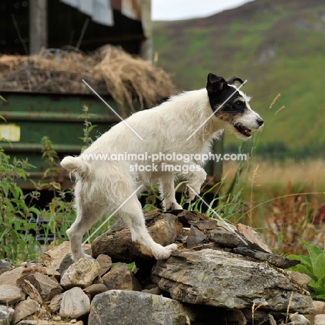 working terrier ratting on a farm